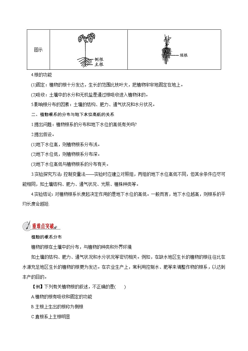【精品讲义】浙教版 科学  8年级下册   4.3.1 植物的根与物质吸收——植物的根系（教师解析版+学生版）02
