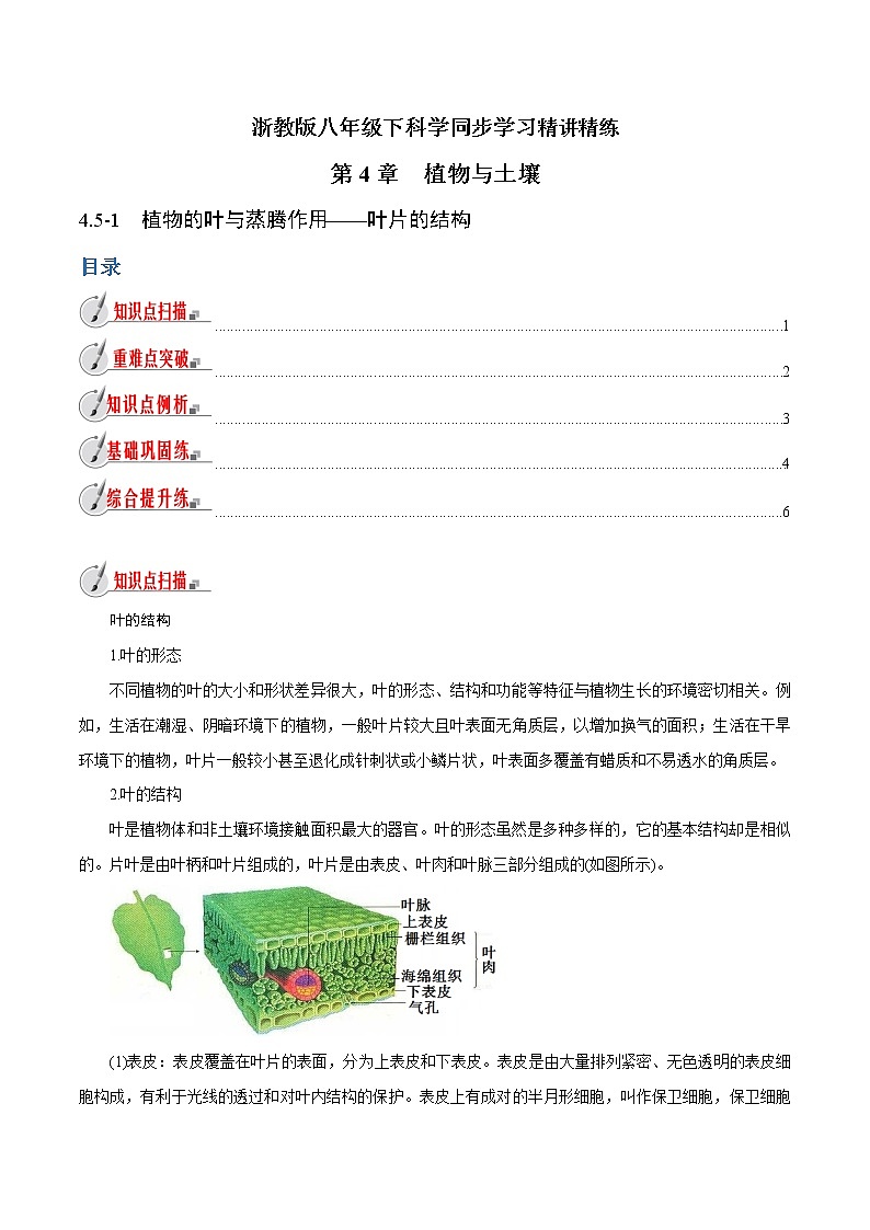 【精品讲义】浙教版 科学  8年级下册   4.5.1 植物的叶与蒸腾作用——叶片的结构（教师解析版+学生版）01