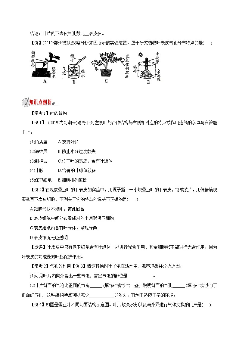 【精品讲义】浙教版 科学  8年级下册   4.5.1 植物的叶与蒸腾作用——叶片的结构（教师解析版+学生版）03
