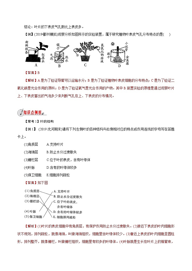 【精品讲义】浙教版 科学  8年级下册   4.5.1 植物的叶与蒸腾作用——叶片的结构（教师解析版+学生版）03