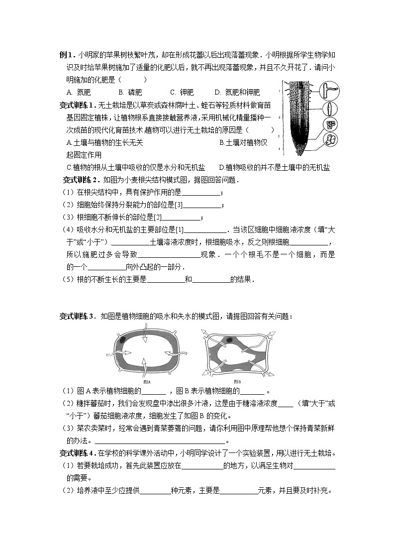 第四章 植物的根与物质吸收-浙教版八年级下册科学讲义（教育机构）03
