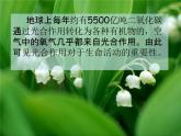 浙教版八年级科学下册《光合作用2》教学课件PPT初二优秀公开课