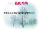 浙教版八年级科学下册《植物的茎与物质运输》教学课件PPT初二优秀公开课