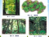 浙教版八年级科学下册《植物的茎与物质运输》教学课件PPT初二优秀公开课