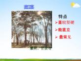 浙教版八年级科学下册《植物的茎与物质运输》教学课件PPT初二优秀公开课