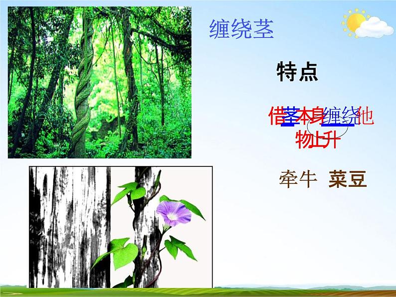 浙教版八年级科学下册《植物的茎与物质运输》教学课件PPT初二优秀公开课第7页