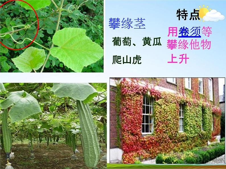 浙教版八年级科学下册《植物的茎与物质运输》教学课件PPT初二优秀公开课第8页