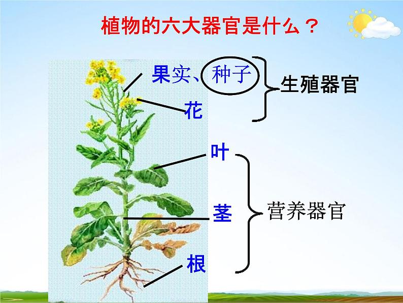 浙教版八年级科学下册《植物的根与物质吸收2》教学课件PPT初二优秀公开课第2页