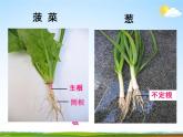 浙教版八年级科学下册《植物的根与物质吸收2》教学课件PPT初二优秀公开课