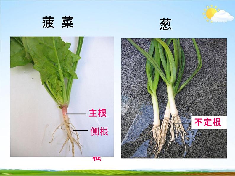 浙教版八年级科学下册《植物的根与物质吸收2》教学课件PPT初二优秀公开课第3页