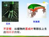 浙教版八年级科学下册《植物的根与物质吸收2》教学课件PPT初二优秀公开课