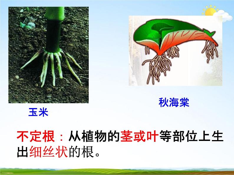 浙教版八年级科学下册《植物的根与物质吸收2》教学课件PPT初二优秀公开课第4页