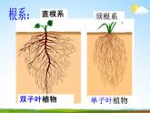 浙教版八年级科学下册《植物的根与物质吸收2》教学课件PPT初二优秀公开课