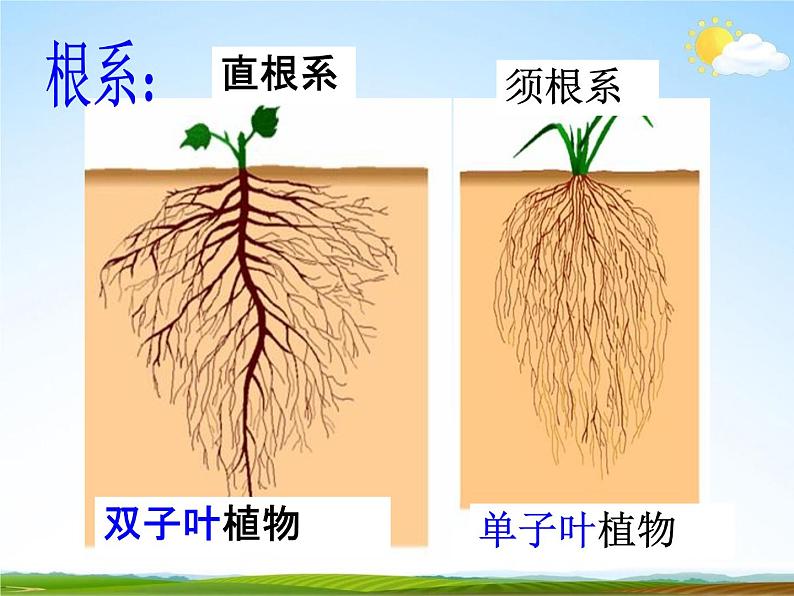 浙教版八年级科学下册《植物的根与物质吸收2》教学课件PPT初二优秀公开课第5页