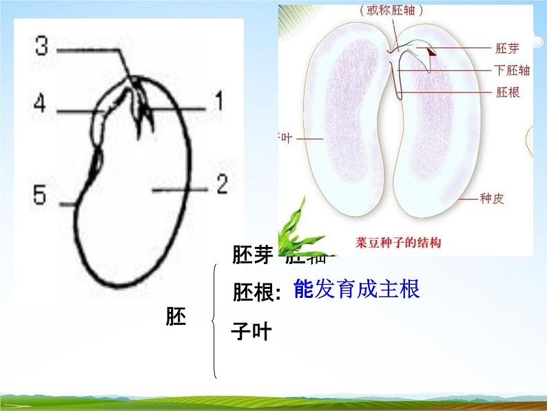 浙教版八年级科学下册《植物的根与物质吸收2》教学课件PPT初二优秀公开课第8页