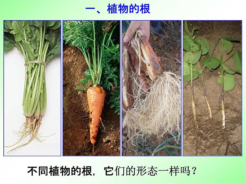 浙教版八年级科学下册《植物的根与物质吸收》教学课件PPT初二优秀公开课第3页