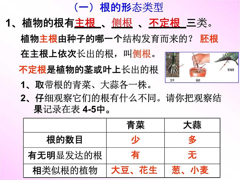 浙教版八年级科学下册《植物的根与物质吸收》教学课件PPT初二优秀公开课第4页