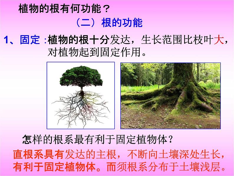 浙教版八年级科学下册《植物的根与物质吸收》教学课件PPT初二优秀公开课第7页