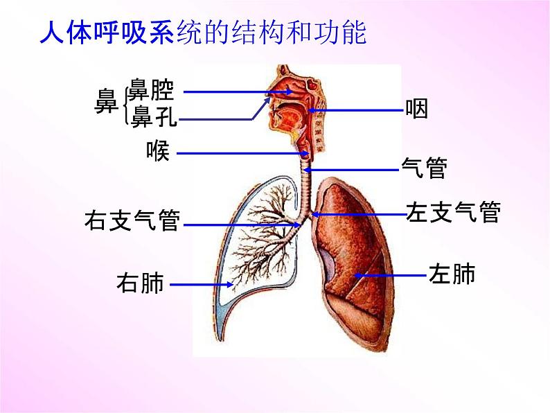 浙教版八年级科学下册《生物的呼吸和呼吸作用2》教学课件PPT初二优秀公开课第5页