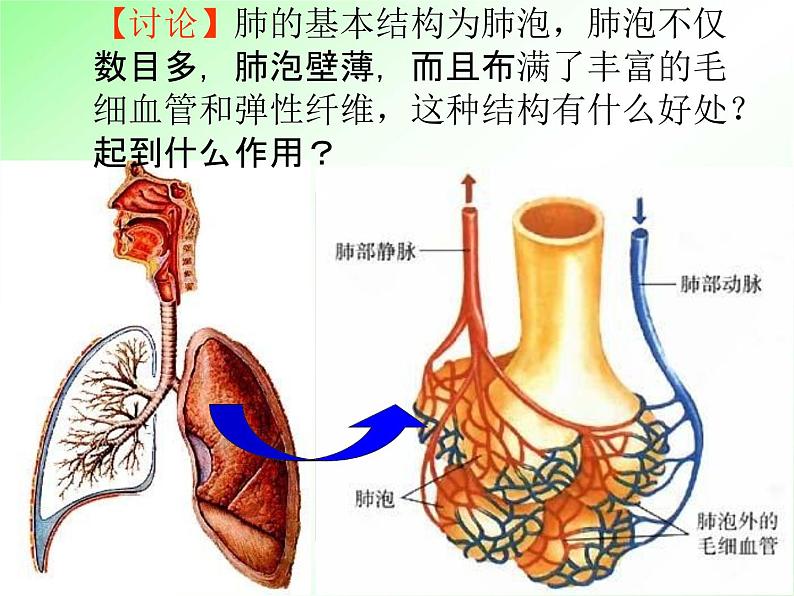 浙教版八年级科学下册《生物的呼吸和呼吸作用2》教学课件PPT初二优秀公开课第6页