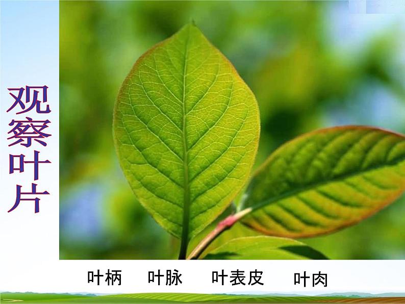 浙教版八年级科学下册《植物的叶与蒸腾作用》教学课件PPT初二优秀公开课02