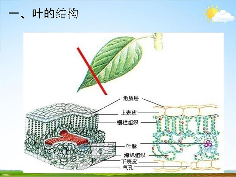 浙教版八年级科学下册《植物的叶与蒸腾作用》教学课件PPT初二优秀公开课03