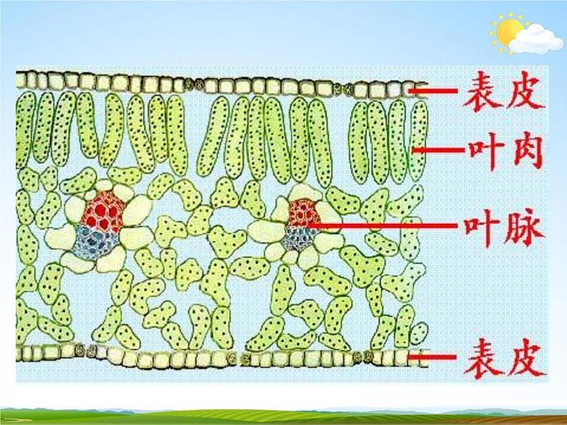 浙教版八年级科学下册《植物的叶与蒸腾作用》教学课件PPT初二优秀公开课05