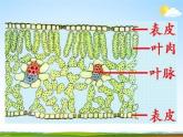 浙教版八年级科学下册《植物的叶与蒸腾作用》教学课件PPT初二优秀公开课