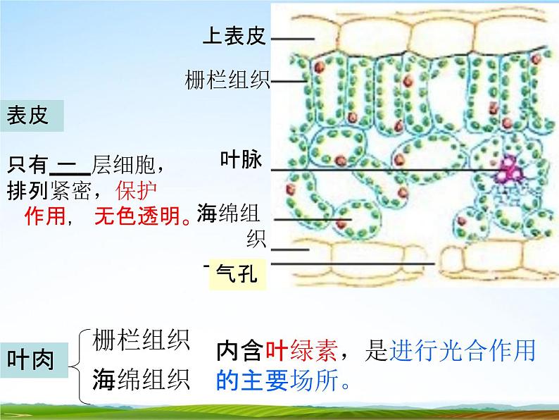 浙教版八年级科学下册《植物的叶与蒸腾作用》教学课件PPT初二优秀公开课06