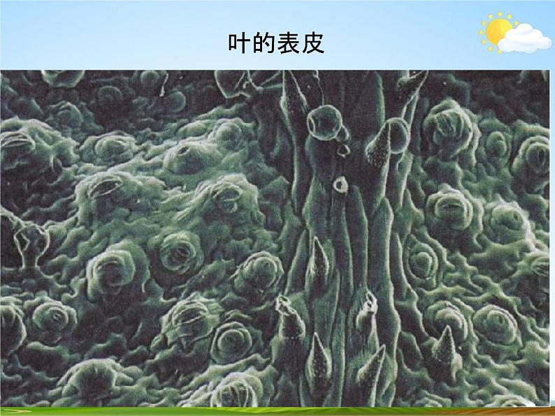 浙教版八年级科学下册《植物的叶与蒸腾作用》教学课件PPT初二优秀公开课07