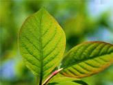 浙教版八年级科学下册《植物的叶与蒸腾作用2》教学课件PPT初二优秀公开课