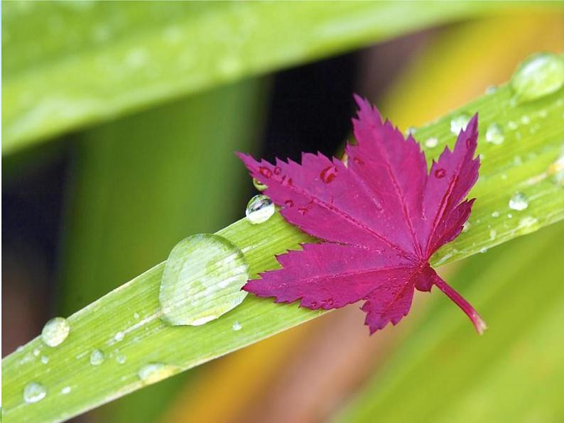 浙教版八年级科学下册《植物的叶与蒸腾作用2》教学课件PPT初二优秀公开课第7页