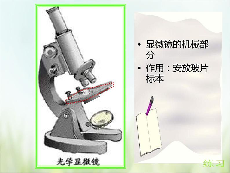 浙教版科学 七年级上册 第2章 观察生物 第2节 细胞（课件+教案+试题）06