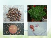 浙教版科學 七年級上冊 第2章 觀察生物 第3節(jié) 生物體的結構層次（課件+教案+試題）