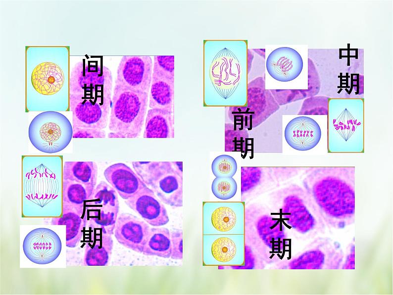 浙教版科学 七年级上册 第2章 观察生物 第3节 生物体的结构层次（课件+教案+试题）04