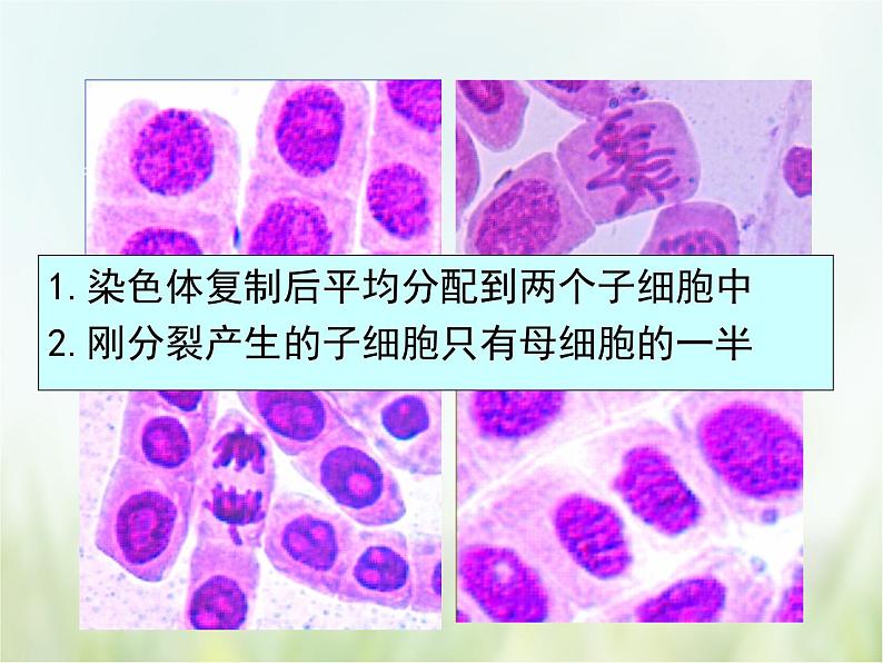 浙教版科学 七年级上册 第2章 观察生物 第3节 生物体的结构层次（课件+教案+试题）05