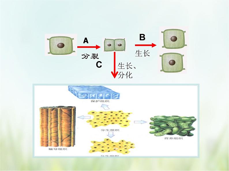 浙教版科学 七年级上册 第2章 观察生物 第3节 生物体的结构层次（课件+教案+试题）07