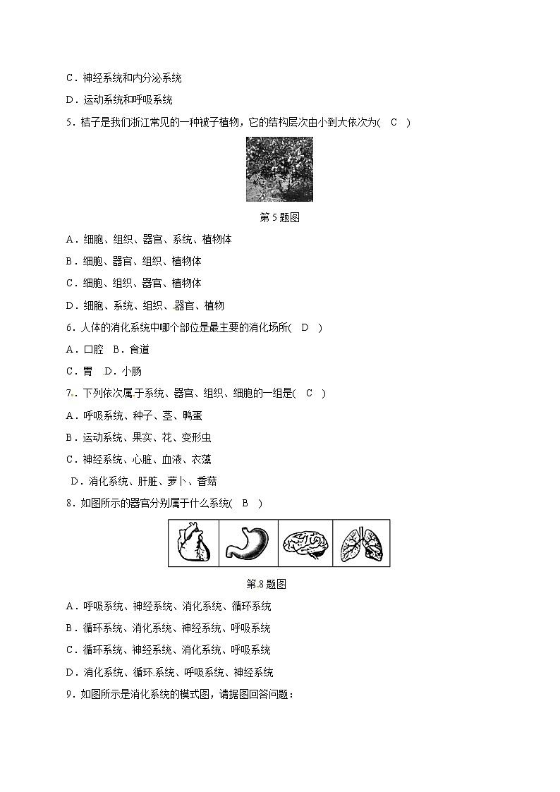 浙教版科学 七年级上册 第2章 观察生物 第3节 生物体的结构层次（课件+教案+试题）02