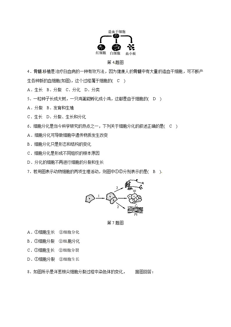 浙教版科学 七年级上册 第2章 观察生物 第3节 生物体的结构层次（课件+教案+试题）02