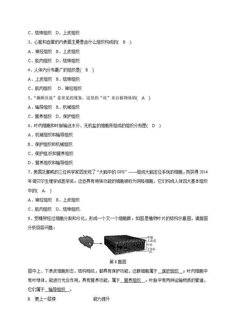浙教版科学 七年级上册 第2章 观察生物 第3节 生物体的结构层次（课件+教案+试题）02