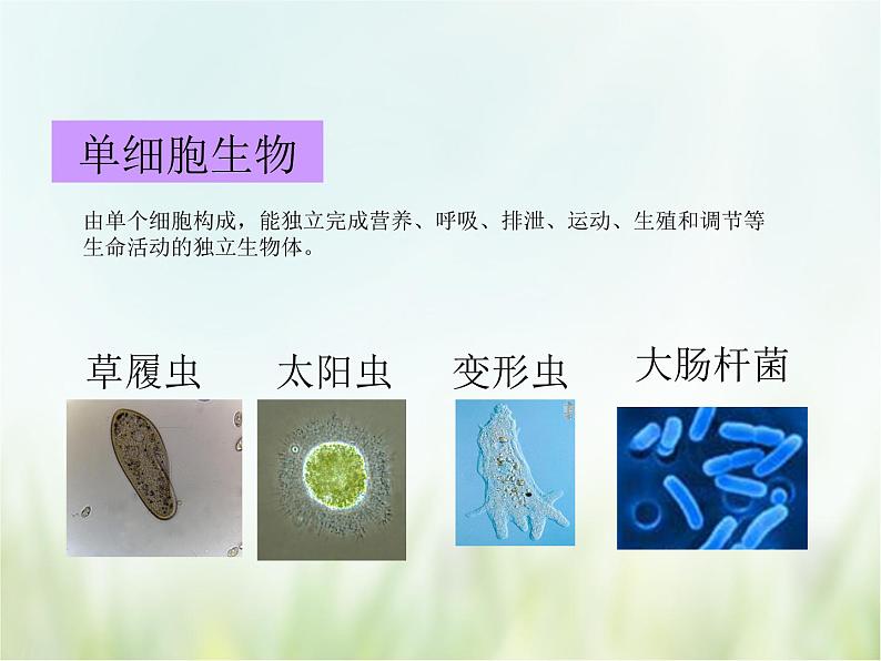 浙教版科学 七年级上册 第2章 观察生物 第6节 物种的多样性（课件+教案+试题）03