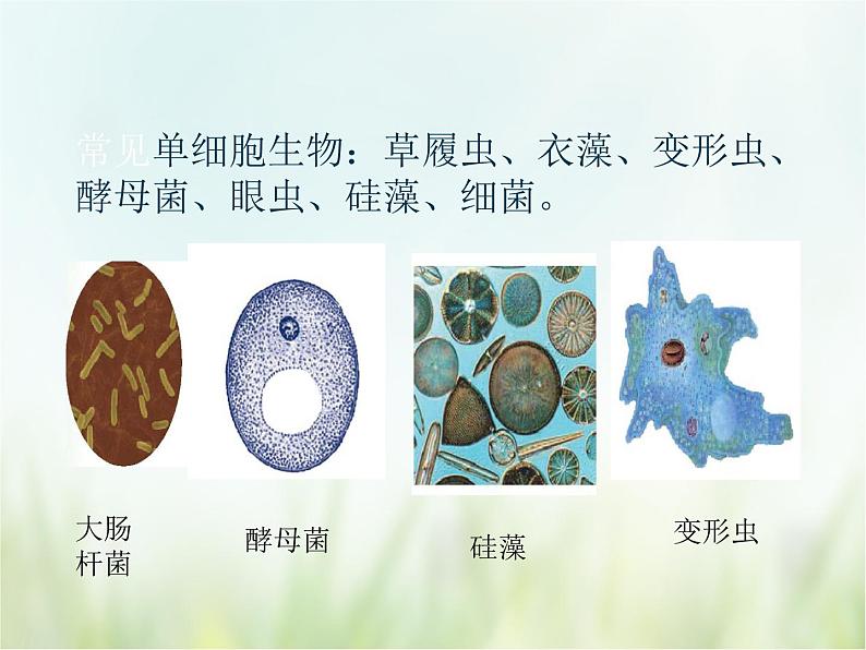 浙教版科学 七年级上册 第2章 观察生物 第6节 物种的多样性（课件+教案+试题）04
