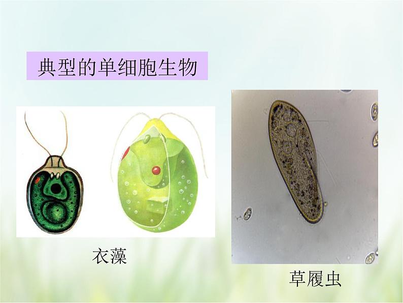 浙教版科学 七年级上册 第2章 观察生物 第6节 物种的多样性（课件+教案+试题）06