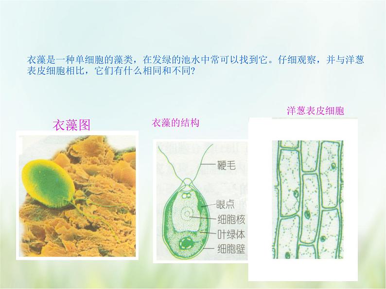 浙教版科学 七年级上册 第2章 观察生物 第6节 物种的多样性（课件+教案+试题）07