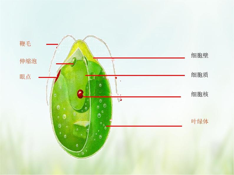 浙教版科学 七年级上册 第2章 观察生物 第6节 物种的多样性（课件+教案+试题）08