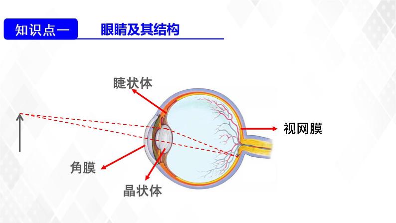 2020_2021学年八年级物理上册5.4眼睛和眼镜课件第3页