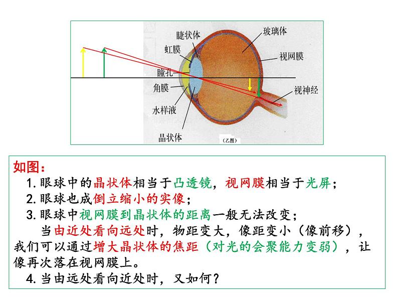 4.4照相机与眼球 视力的矫正 课件-2021-2022学年八年级物理苏科版上册05