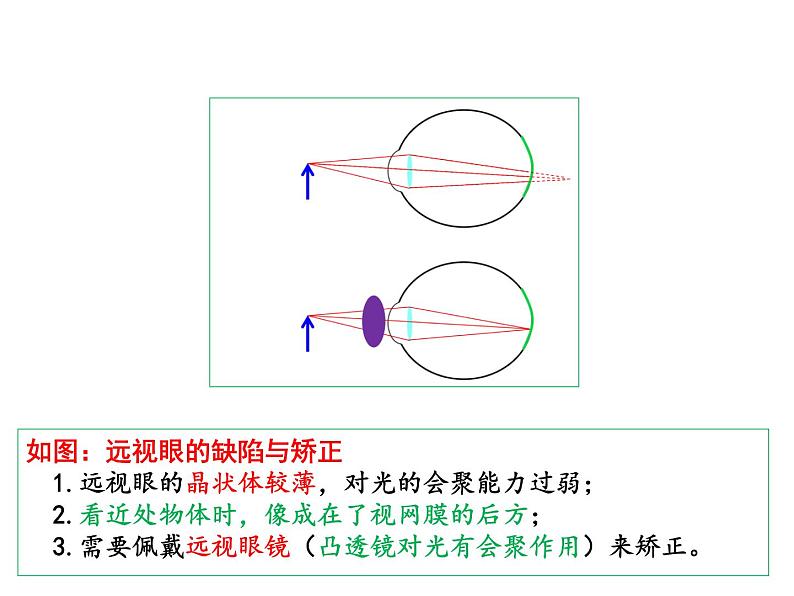 4.4照相机与眼球 视力的矫正 课件-2021-2022学年八年级物理苏科版上册08