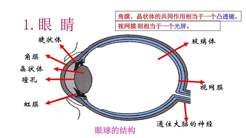 5.4眼睛和眼镜课件PPT第2页