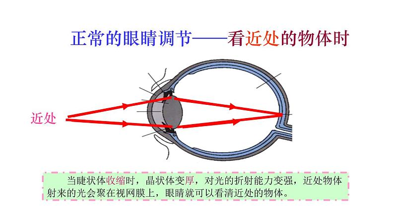 5.4眼睛和眼镜课件PPT第5页